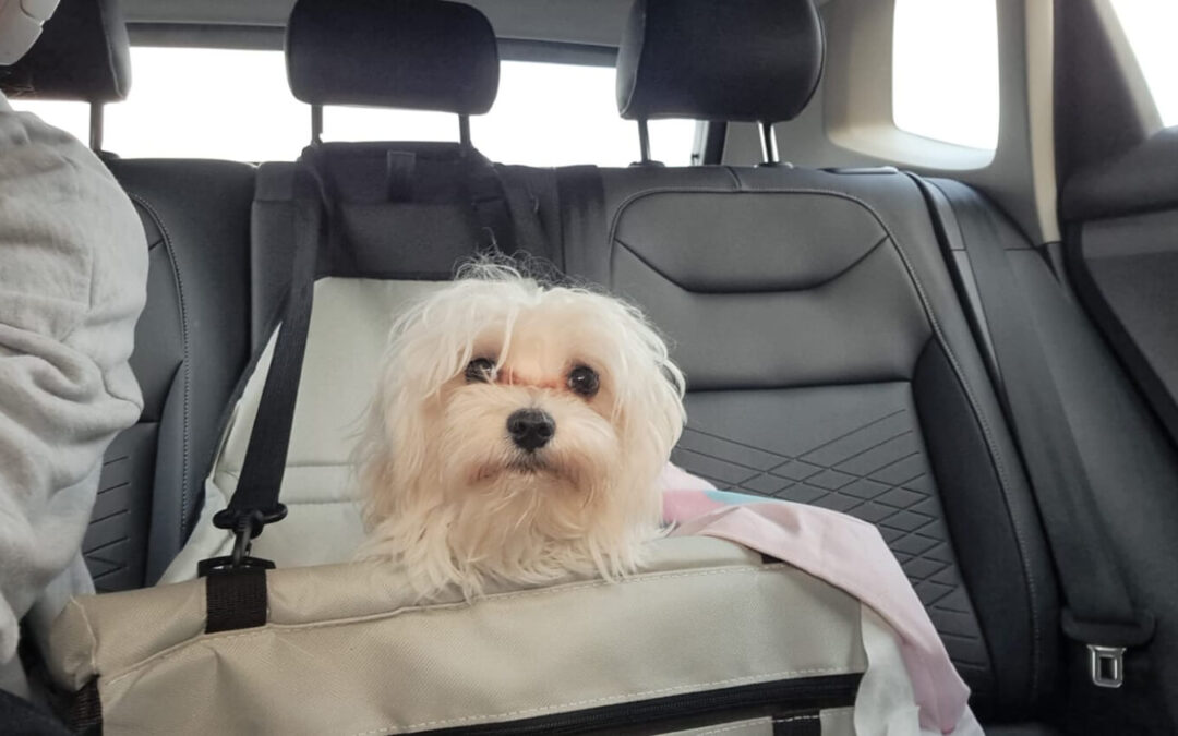 25 – Momento VW – Alejandra Villarroel