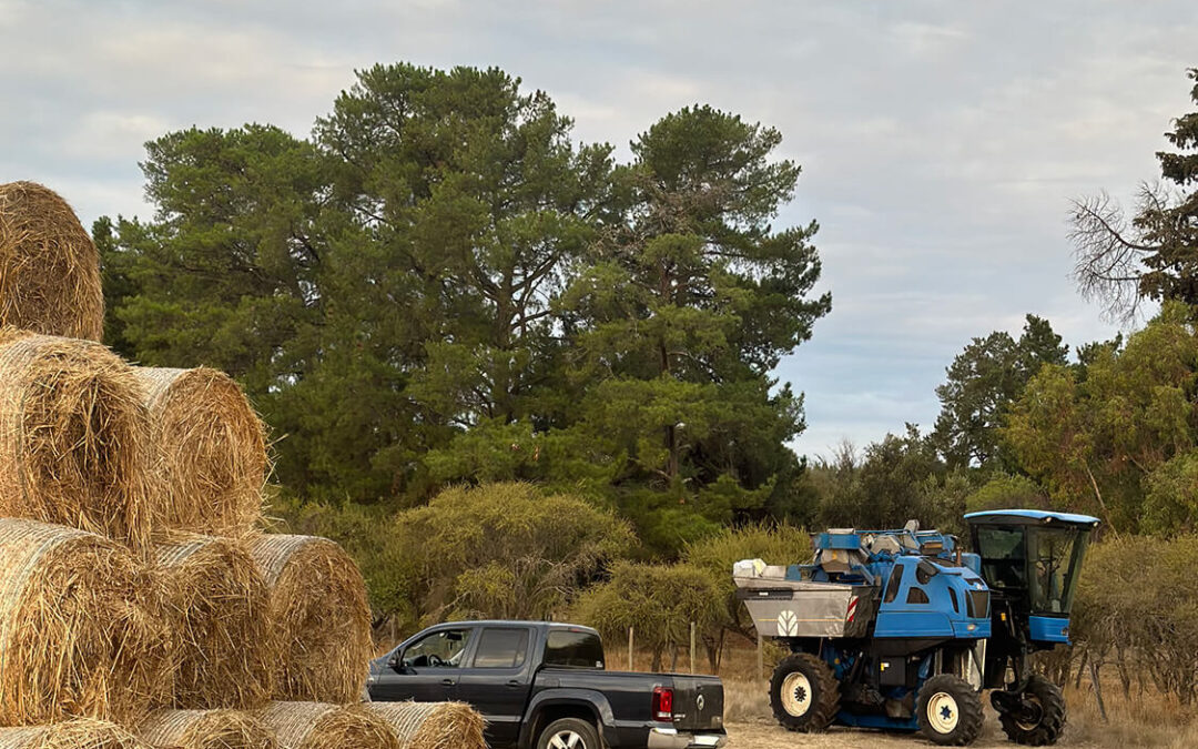 249 – Momento VW – Pablo dominguez