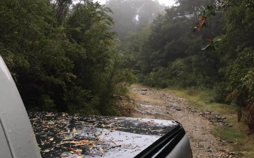 252 – Momento VW – Peter Ihl