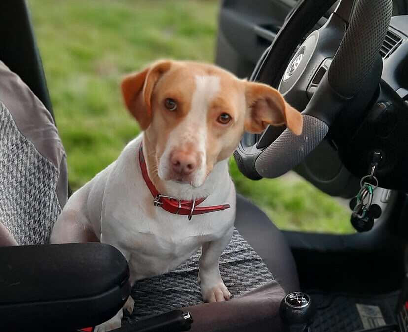 261 – Momento VW – Jose Farias Lizama