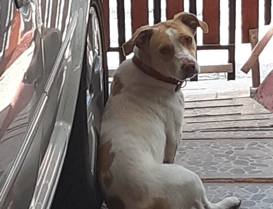 262 – Momento VW – Jose Farias Lizama