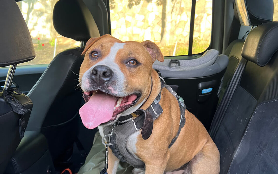 264 – Momento VW – Matias Diaz-Valdes