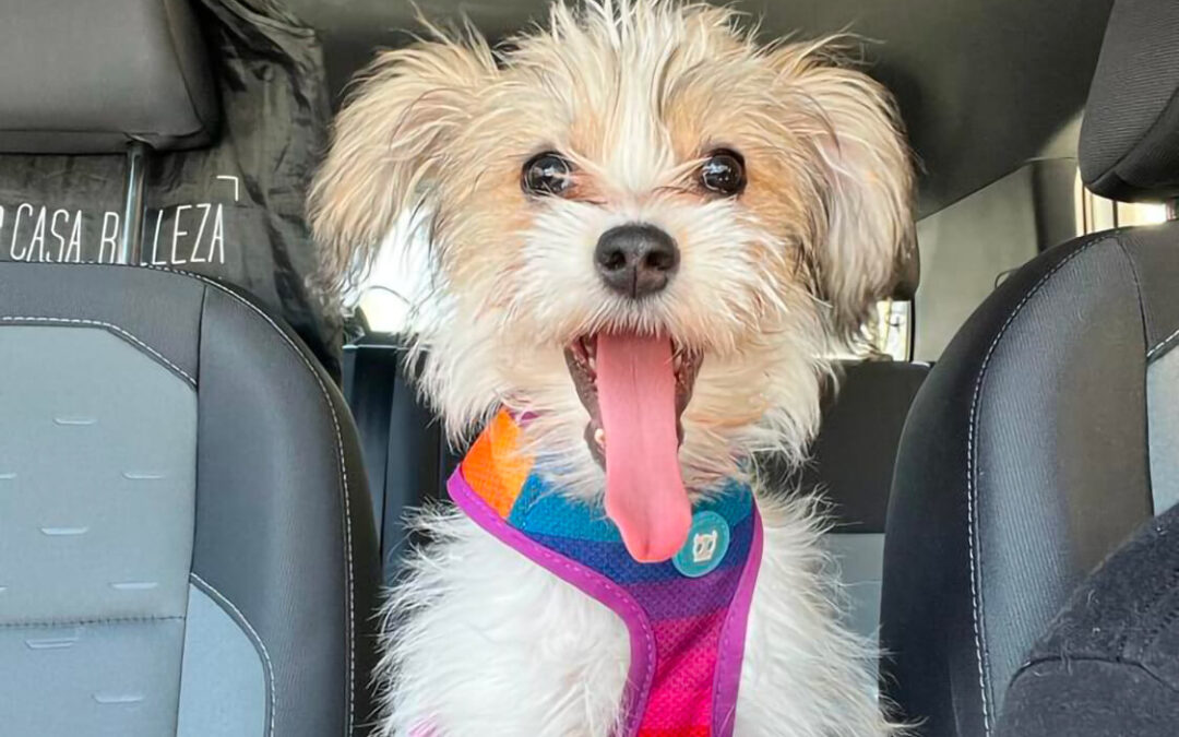 265 – Momento VW – Anayitza Fernández