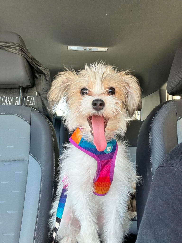 265 - Momento VW - Anayitza Fernández