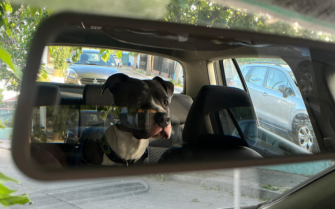 268 – Momento VW – María paz Peñailillo