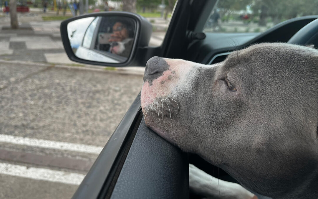 269 – Momento VW – María paz Peñailillo