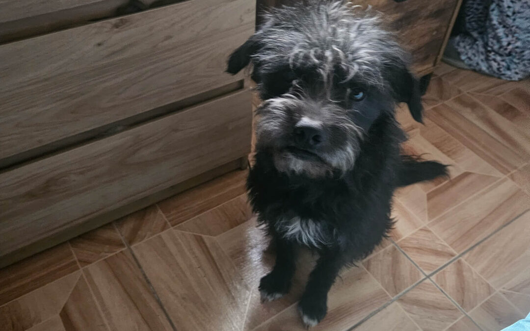 270 – Momento VW – Nicolas