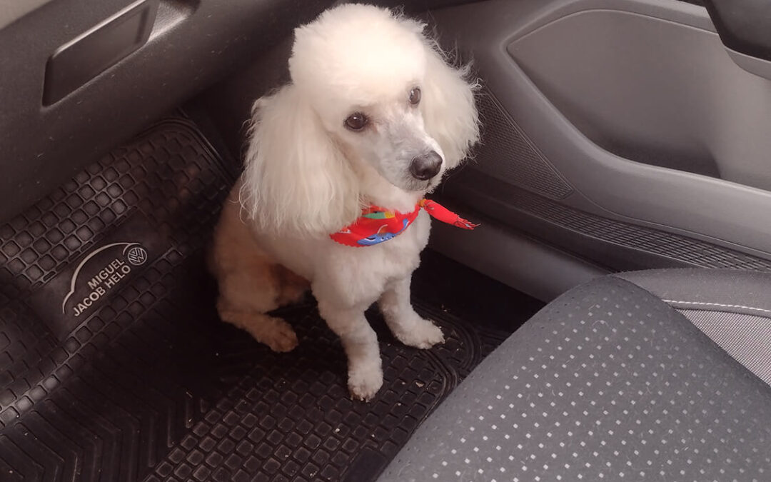 271 – Momento VW – Karin Schifferli