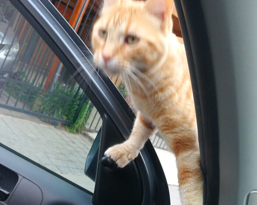 273 – Momento VW – Cristina Cabrera Ramírez