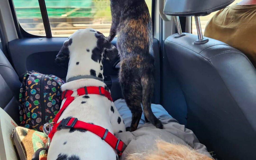 274 – Momento VW – Nicole Cattan