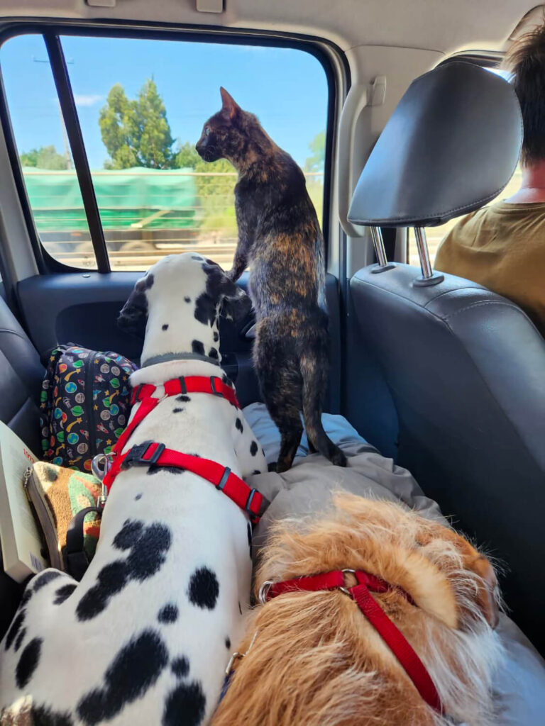 274 - Momento VW - Nicole Cattan