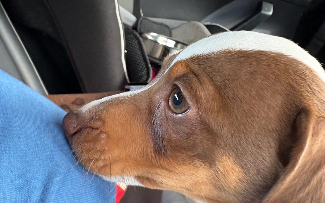 275 – Momento VW – Consuelo