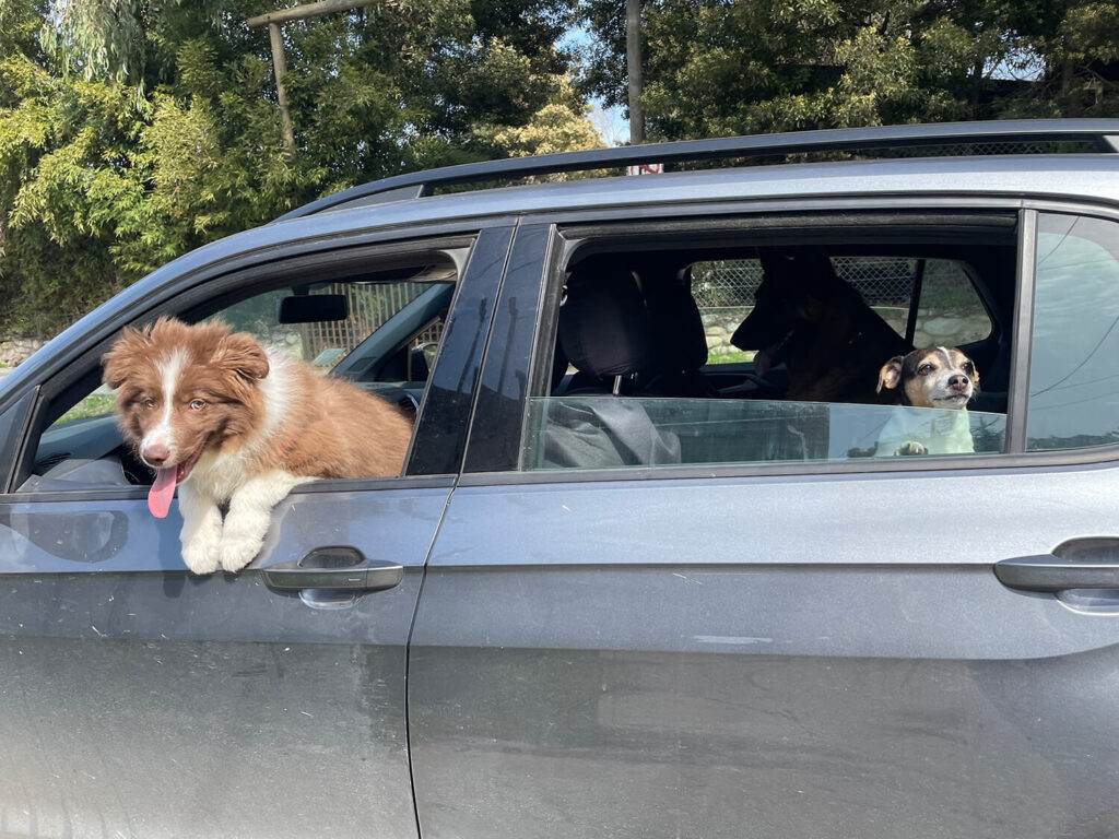 281 - Momento VW - Aylin C