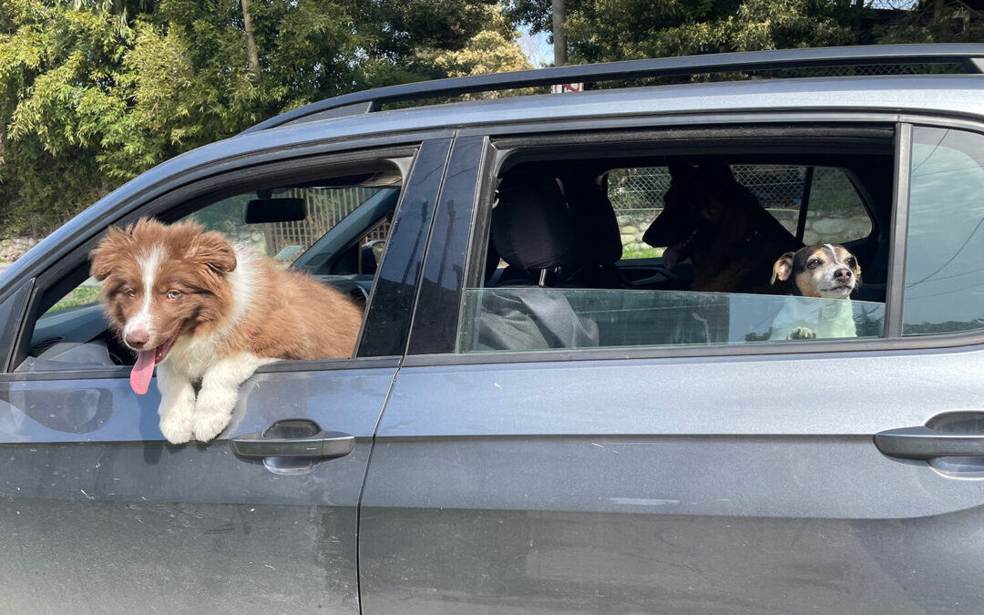 281 – Momento VW – Aylin C