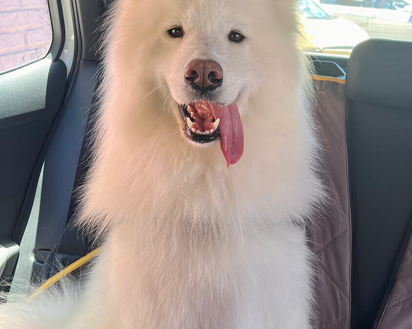 283 – Momento VW – Camila Sims