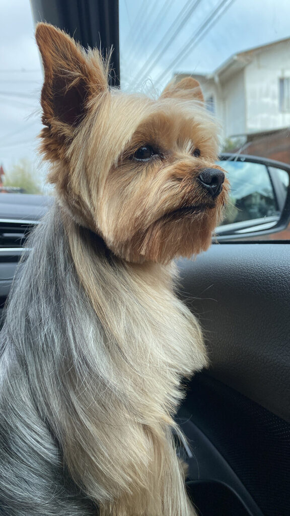 287 - Momento VW - Jose Berrios