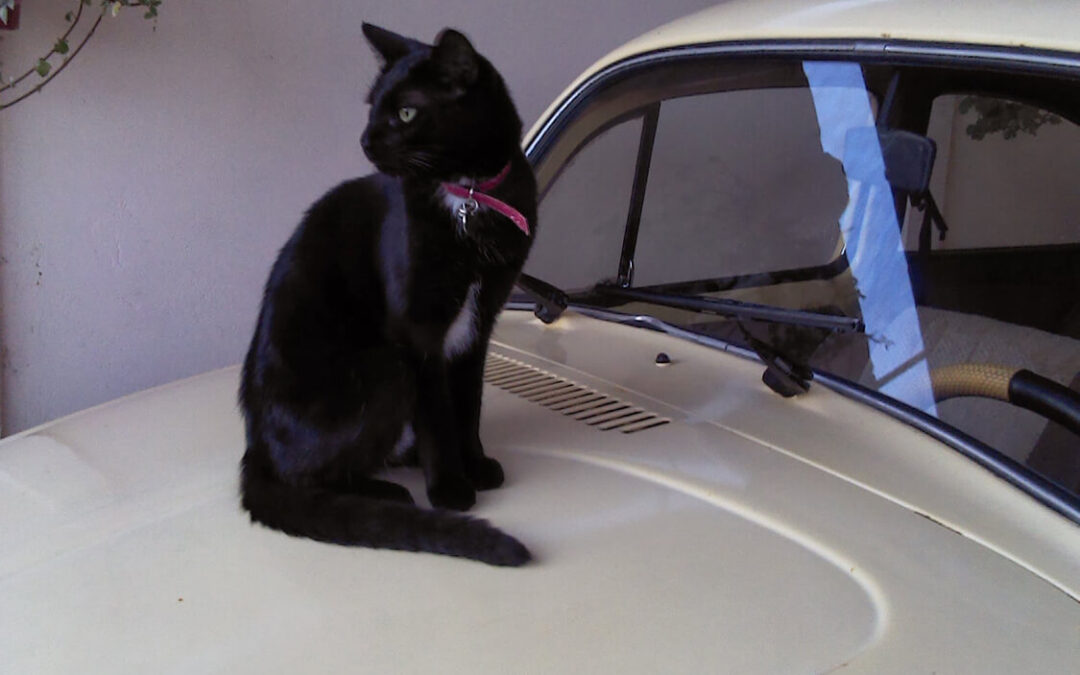 289 – Momento VW – Abigail Rivera