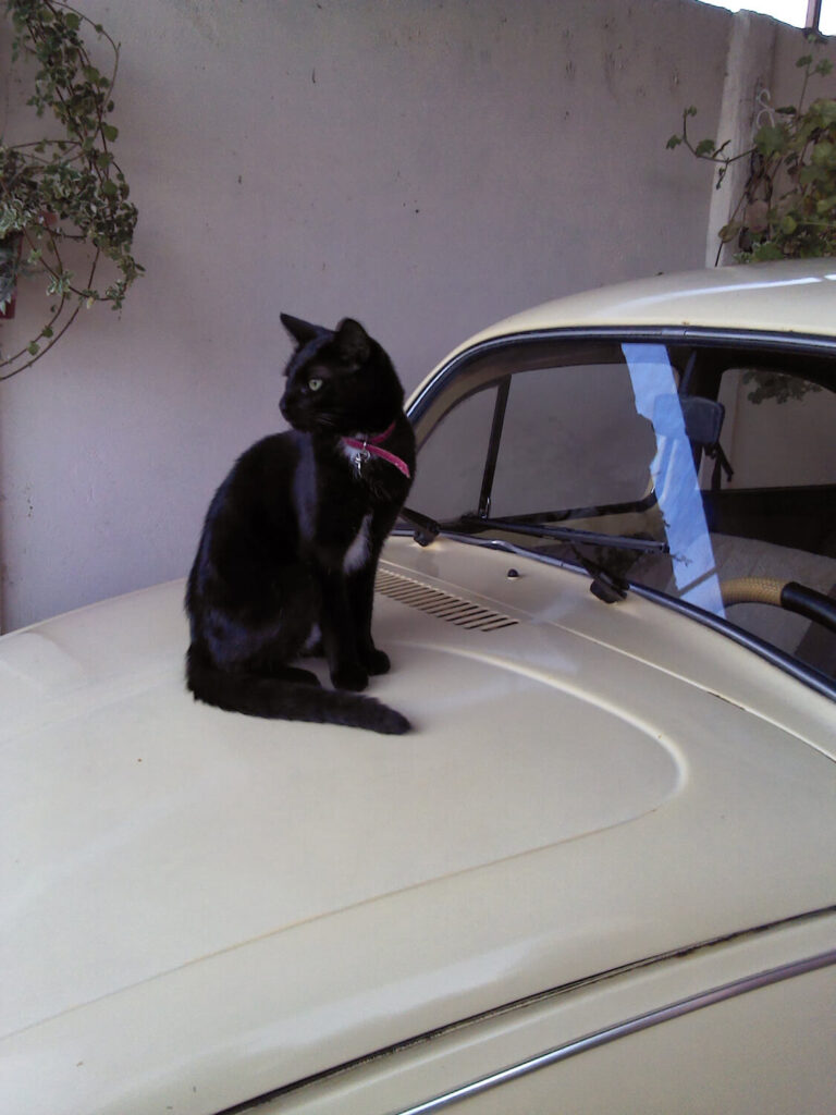 289 - Momento VW - Abigail Rivera