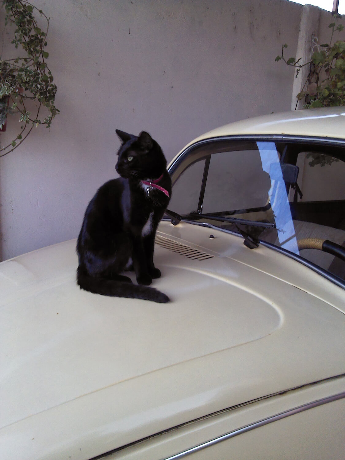 289 - Momento VW - Abigail Rivera