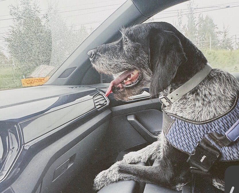 290 – Momento VW – Josefina Carrasco Kunz