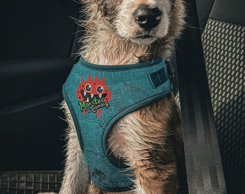 292 – Momento VW – Simon Hermosilla