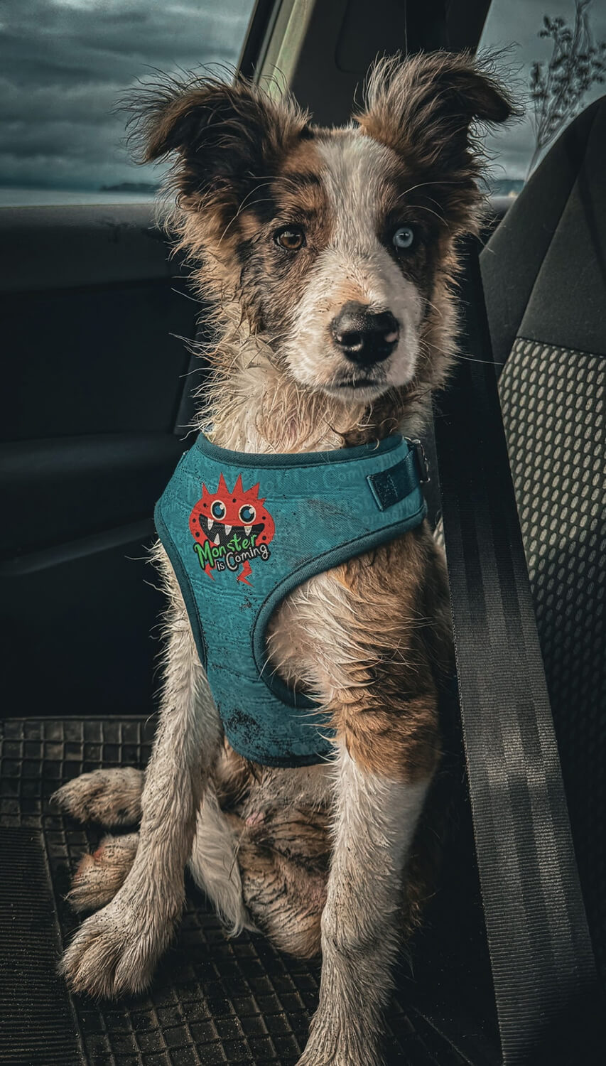 292 - Momento VW - Simon Hermosilla