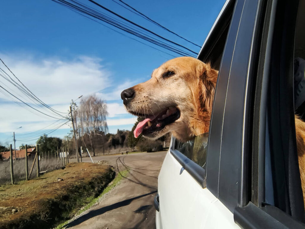 294 - Momento VW - Benjamín Muñoz