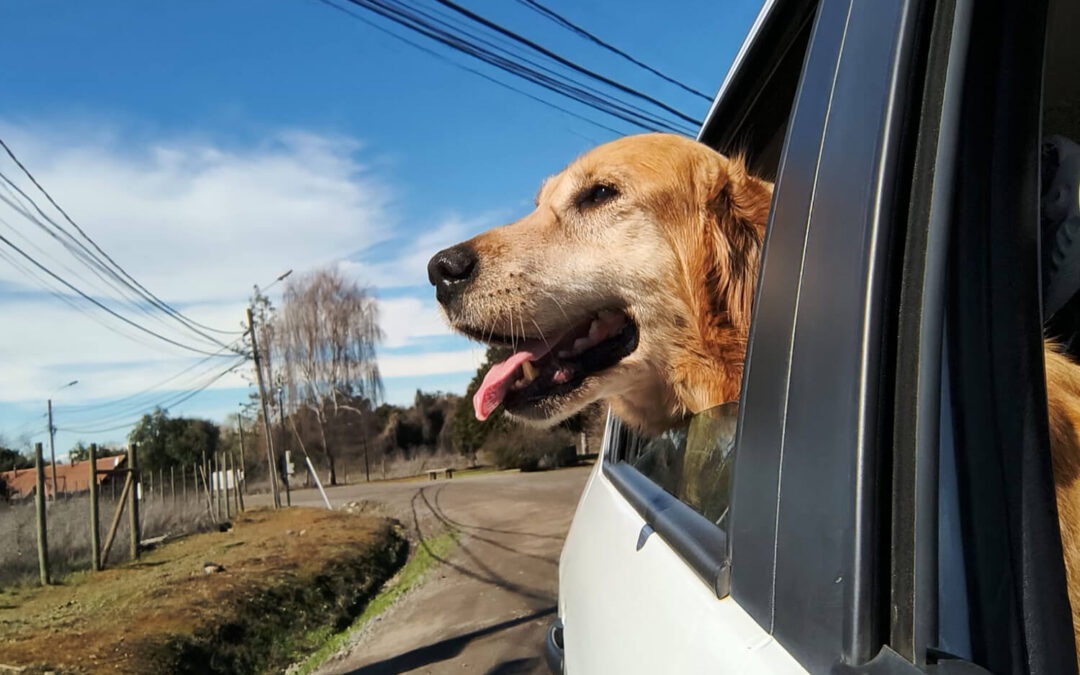 294 – Momento VW – Benjamín Muñoz