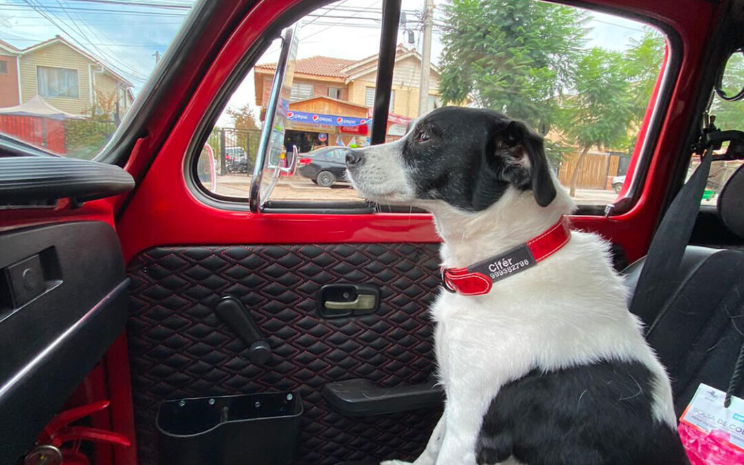 295 – Momento VW – Luis Ossa