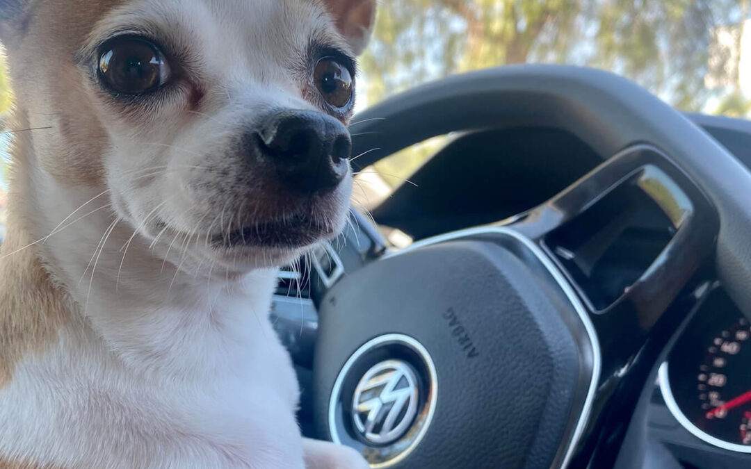 296 – Momento VW – Alejandra Sepulveda Rebolledo