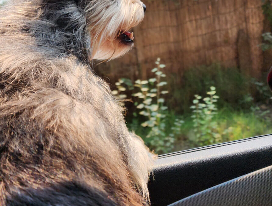 298 – Momento VW – Manuel