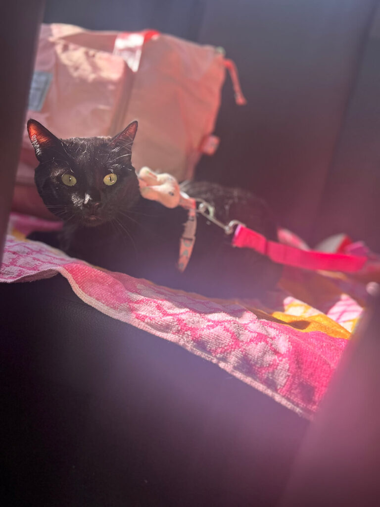 305 - Momento VW - Jannabitte Pino Urra