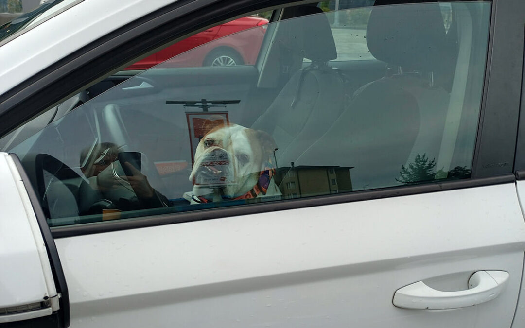 314 – Momento VW – Carolina Perez