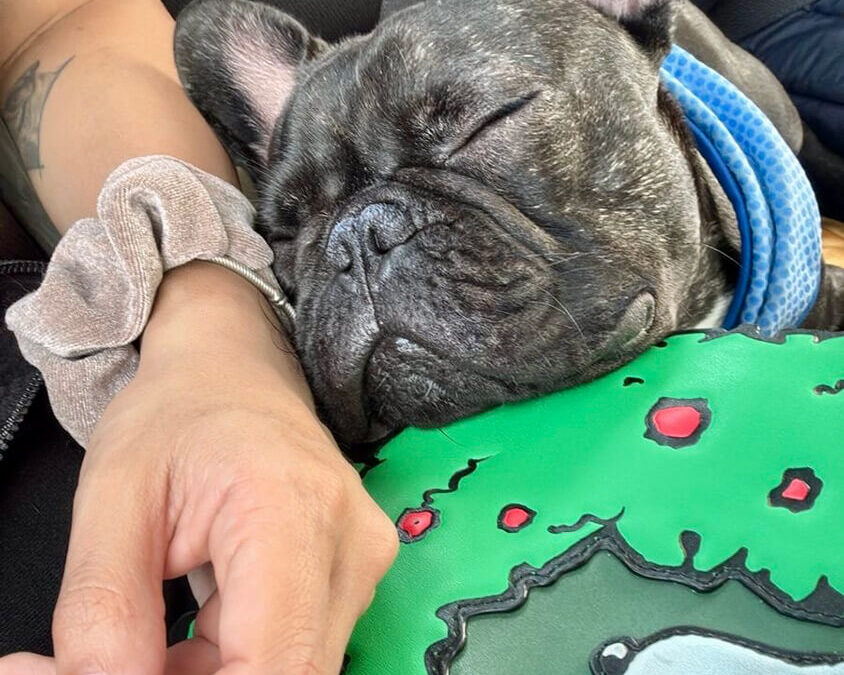 318 – Momento VW – Constanza Espinoza Capitani