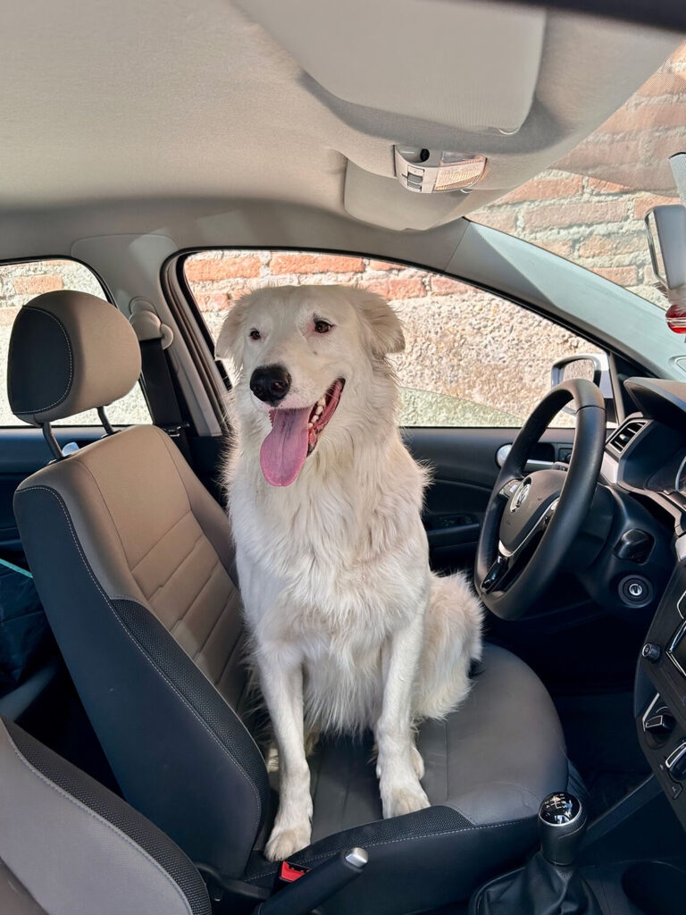 320 - Momento VW - Ratipoti