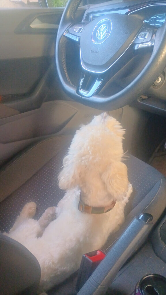 323 - Momento VW - Jona Albo Valenzuela