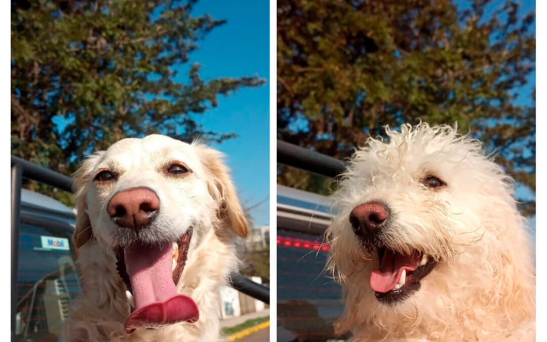 325 – Momento VW – Ingrid