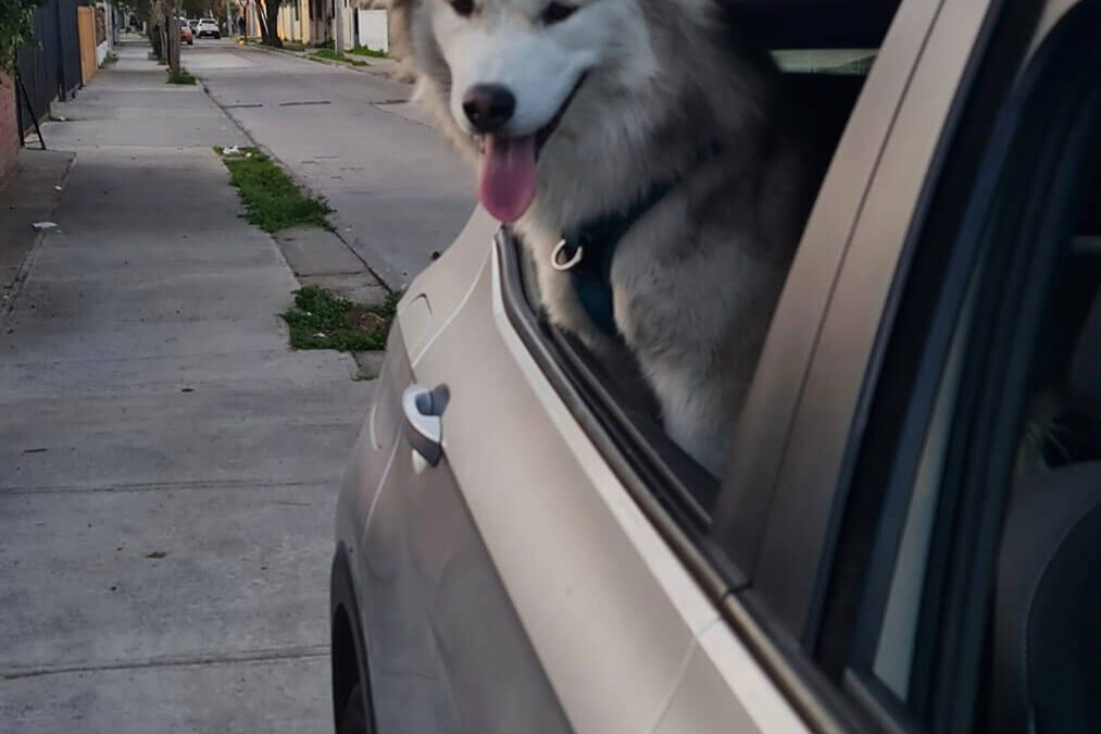 326 – Momento VW – Daniel Cea