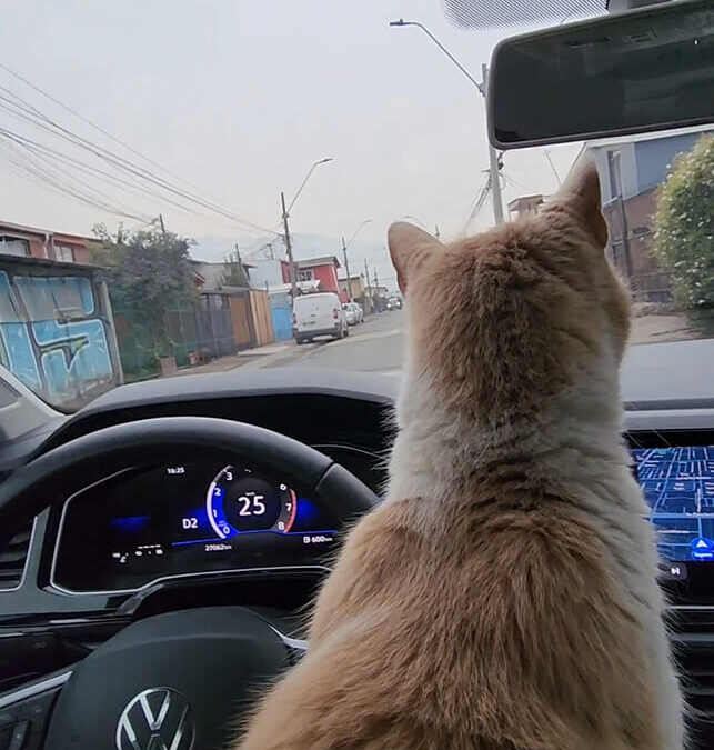 328 – Momento VW – Julio Mateluna Moraga