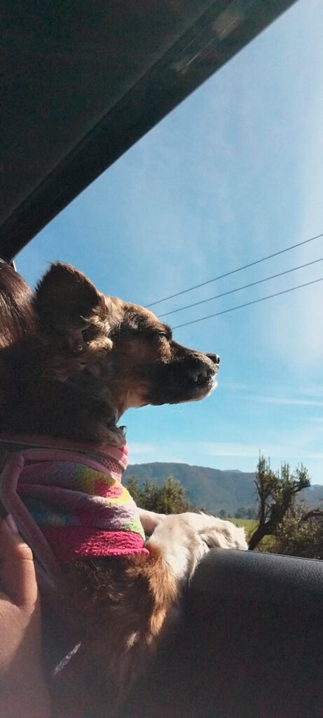 331 - Momento VW - Cristel