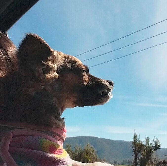 331 – Momento VW – Cristel